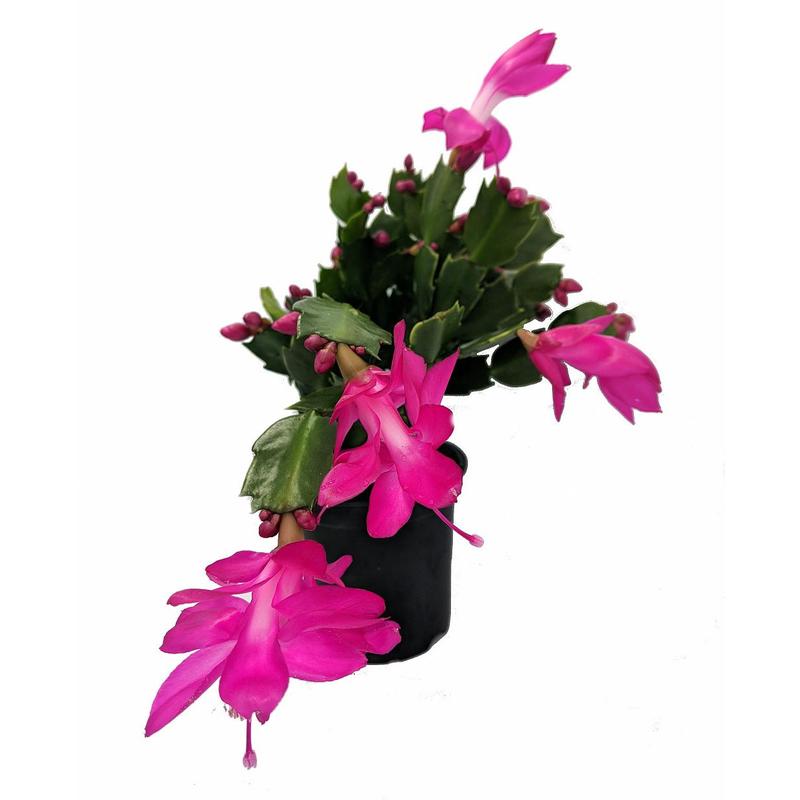 Purple Magenta Christmas Cactus Plant - Zygocactus - 4