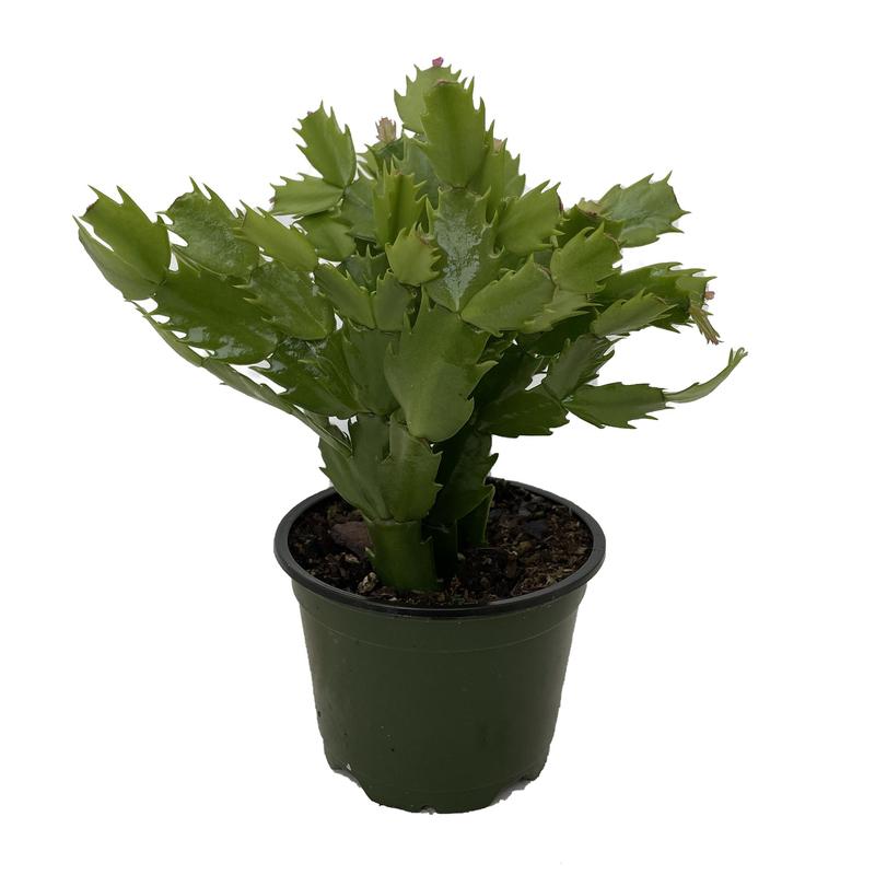 Purple Magenta Christmas Cactus Plant - Zygocactus - 4