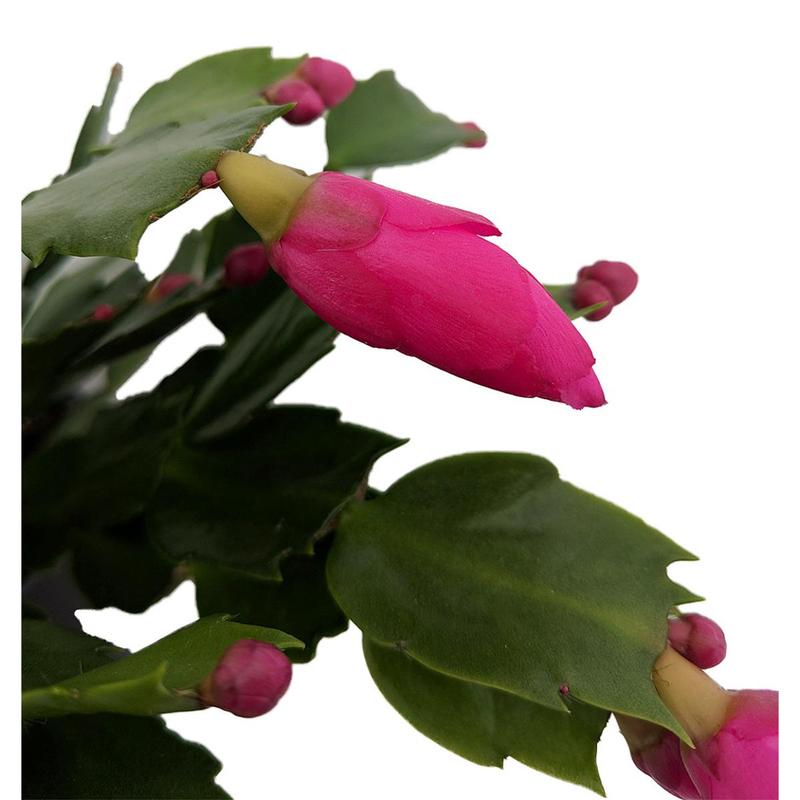 Purple Magenta Christmas Cactus Plant - Zygocactus - 4