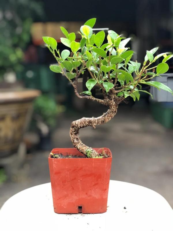 15cm Ficus Tree in Plastic Grower Pot