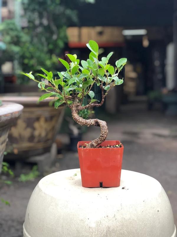 15cm Ficus Tree in Plastic Grower Pot