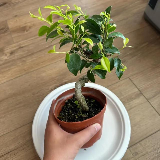 15cm Ficus Tree in Plastic Grower Pot