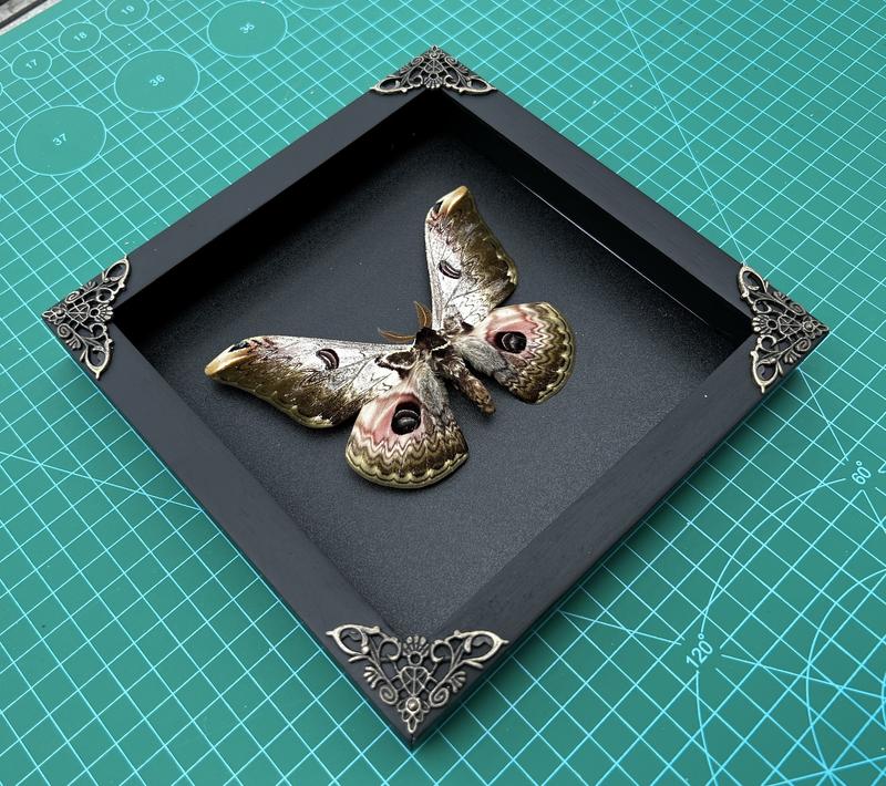 Butterfly Hanging Decoration Gift - Handmade Shadow Box Artwork for Home Decor Living Gallery - Wood, Room