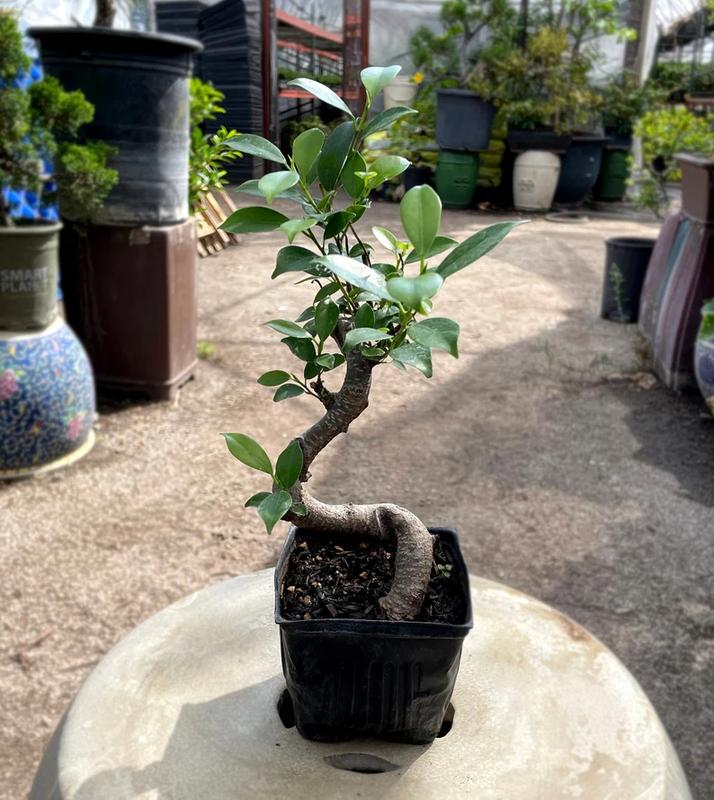 15cm Ficus Tree in Plastic Grower Pot