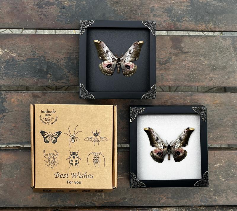 Butterfly Hanging Decoration Gift - Handmade Shadow Box Artwork for Home Decor Living Gallery - Wood, Room