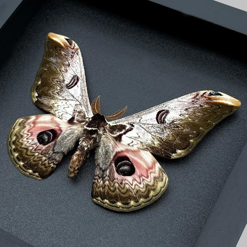 Butterfly Hanging Decoration Gift - Handmade Shadow Box Artwork for Home Decor Living Gallery - Wood, Room