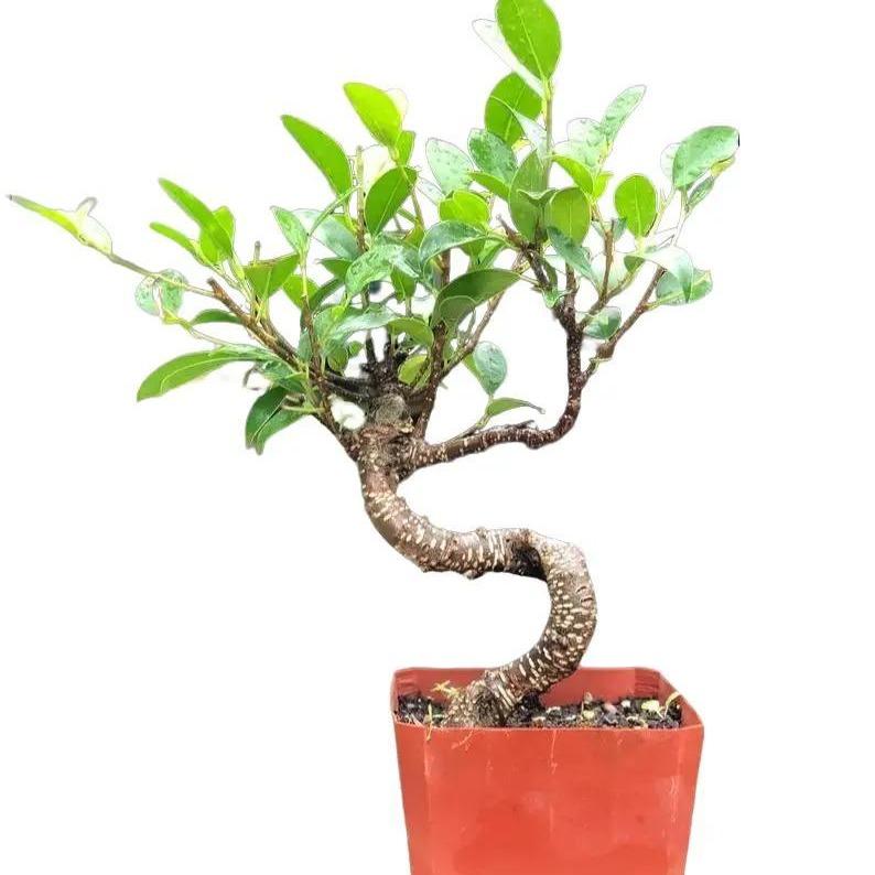 15cm Ficus Tree in Plastic Grower Pot