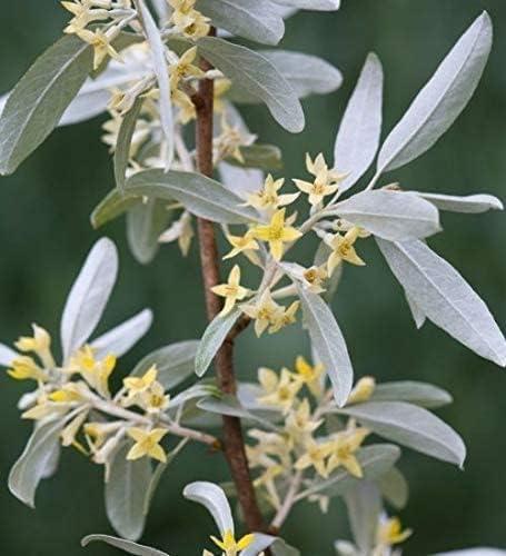 One White Willow Tree - Silver Leafs Shimmer in The Sun - One Cutting to Grow, Beautiful Outdoor Shade or Privacy Trees