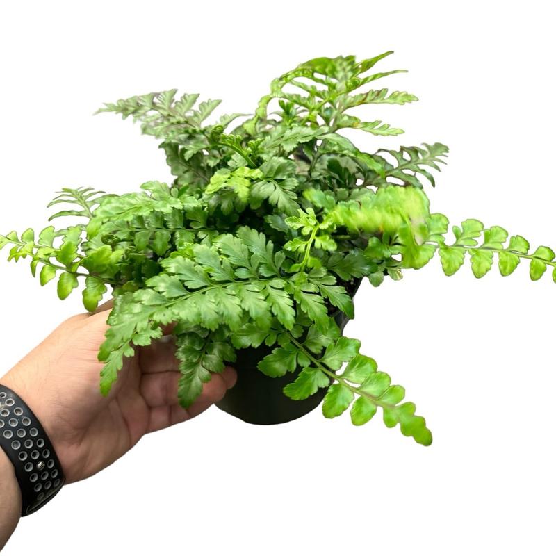 6” Austral Gem Fern (Asplenium Hybrid), Pet Friendly,  Live Houseplant, Indoor Plant