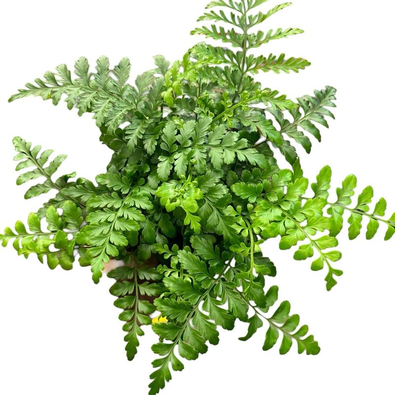 6” Austral Gem Fern (Asplenium Hybrid), Pet Friendly,  Live Houseplant, Indoor Plant