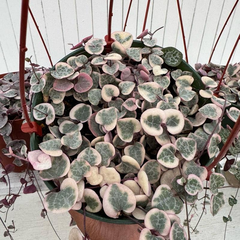 Variegated String Of Hearts 6 Inch Hanging Basket