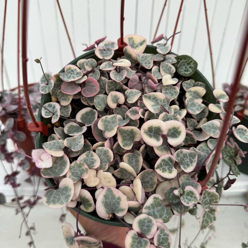 Variegated String Of Hearts 6 Inch Hanging Basket