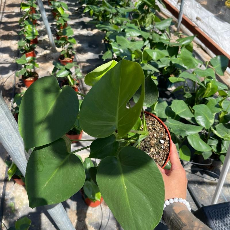 6” Monstera Deliciosa (Split Leaf) Medium Size Sculpture