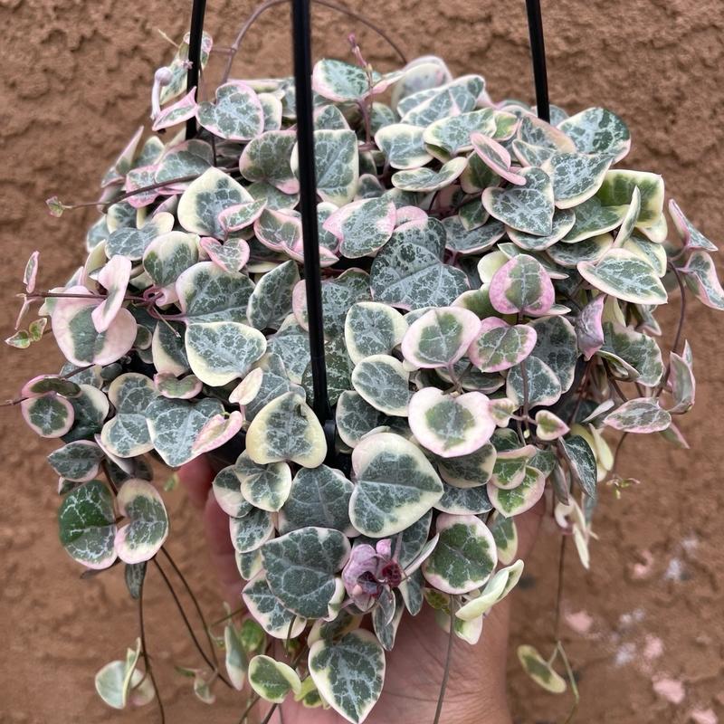 Variegated String Of Hearts 6 Inch Hanging Basket