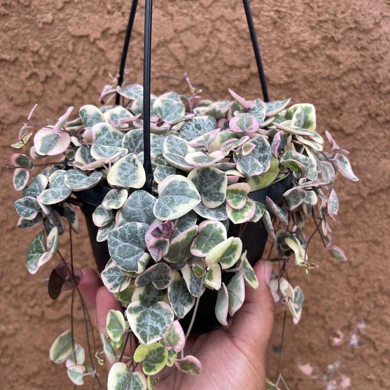 Variegated String Of Hearts 6 Inch Hanging Basket