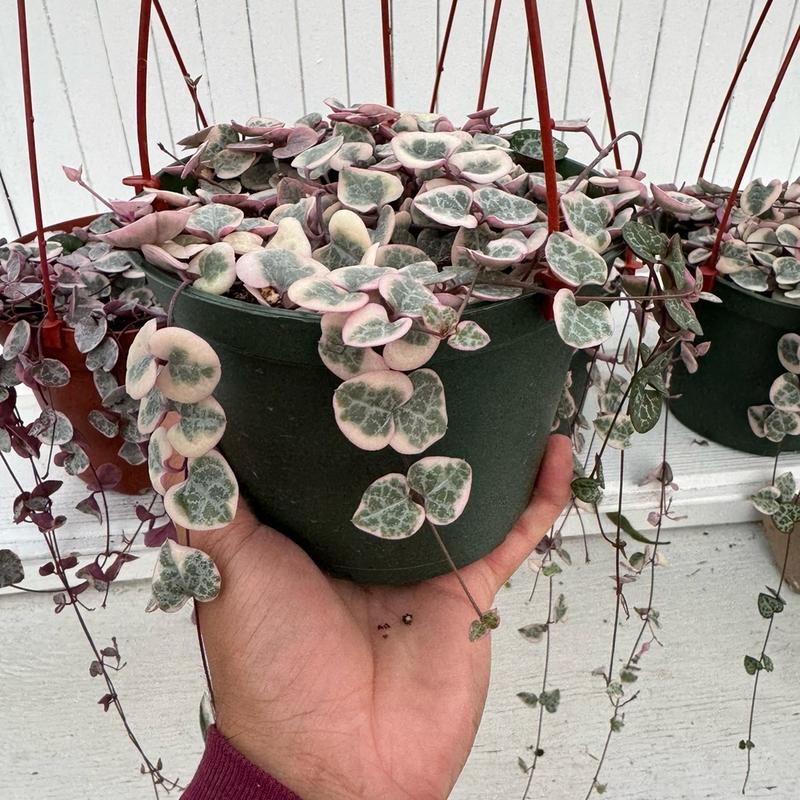 Variegated String Of Hearts 6 Inch Hanging Basket