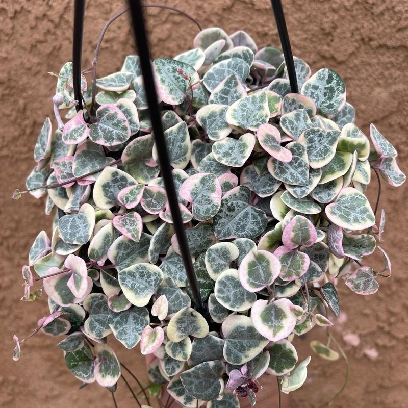 Variegated String Of Hearts 6 Inch Hanging Basket