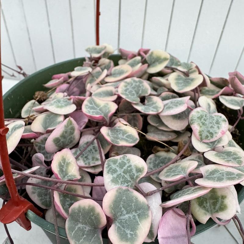 Variegated String Of Hearts 6 Inch Hanging Basket