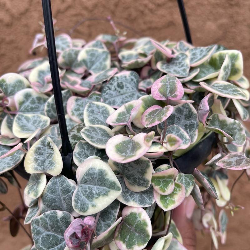 Variegated String Of Hearts 6 Inch Hanging Basket