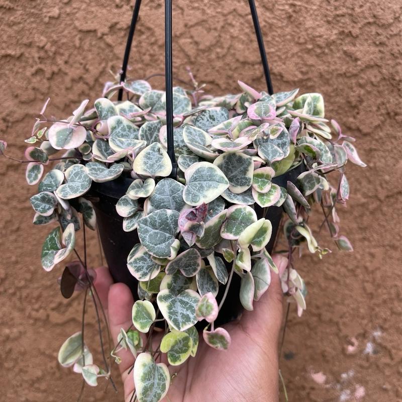 Variegated String Of Hearts 6 Inch Hanging Basket