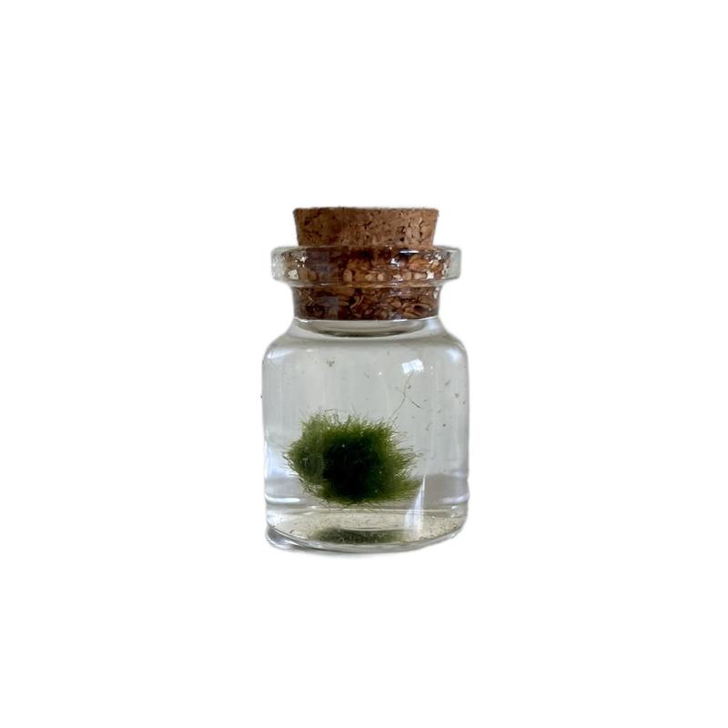 Mini Marimo Moss Ball