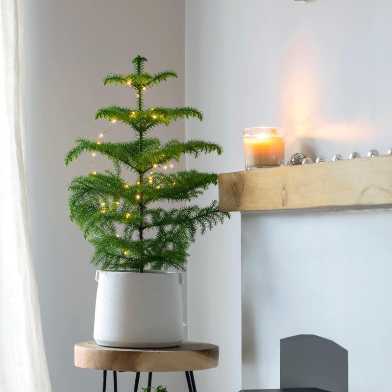 Norfolk Island Pine - Decorative Tropical Plant for Home in Nursery Pot Fruit Plastic Room Tree