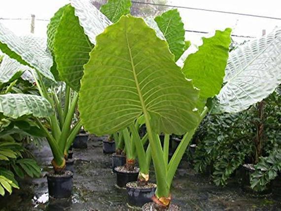 LIVE PLANT 3ft tall Alocasia Calidora - Giant Elephant ear Decor Decorative Fruit Tropical Window