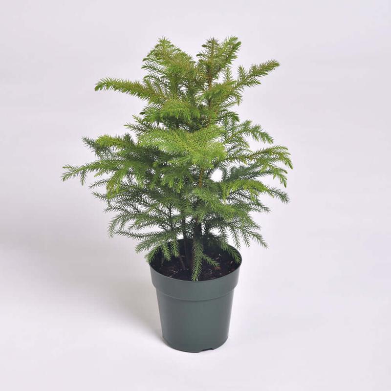 Norfolk Island Pine - Decorative Tropical Plant for Home in Nursery Pot Fruit Plastic Room Tree