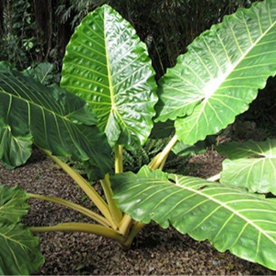 LIVE PLANT 3ft tall Alocasia Calidora - Giant Elephant ear Decor Decorative Fruit Tropical Window