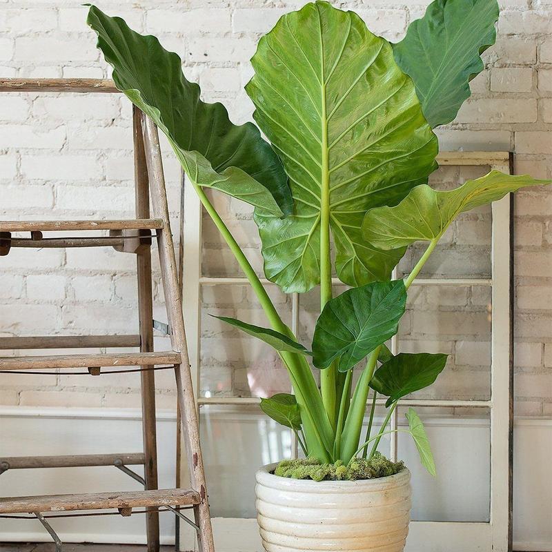 LIVE PLANT 3ft tall Alocasia Calidora - Giant Elephant ear Decor Decorative Fruit Tropical Window