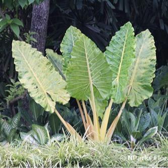 LIVE PLANT 3ft tall Alocasia Calidora - Giant Elephant ear Decor Decorative Fruit Tropical Window