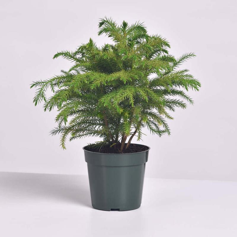 Norfolk Island Pine - Decorative Tropical Plant for Home in Nursery Pot Fruit Plastic Room Tree