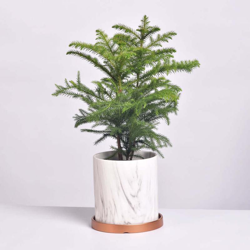 Norfolk Island Pine - Decorative Tropical Plant for Home in Nursery Pot Fruit Plastic Room Tree