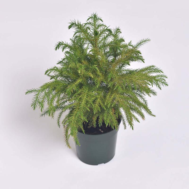 Norfolk Island Pine - Decorative Tropical Plant for Home in Nursery Pot Fruit Plastic Room Tree