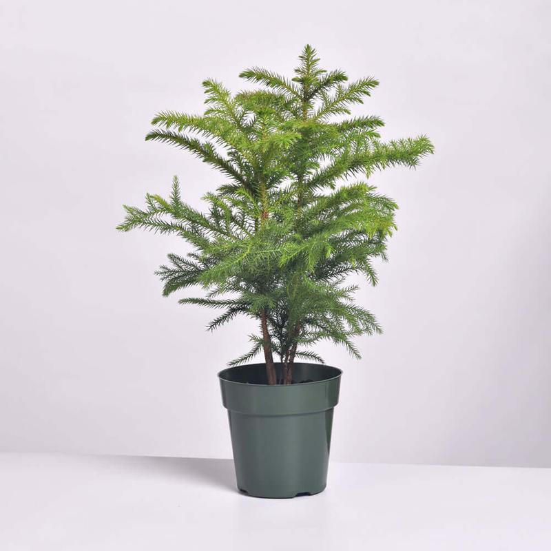 Norfolk Island Pine - Decorative Tropical Plant for Home in Nursery Pot Fruit Plastic Room Tree