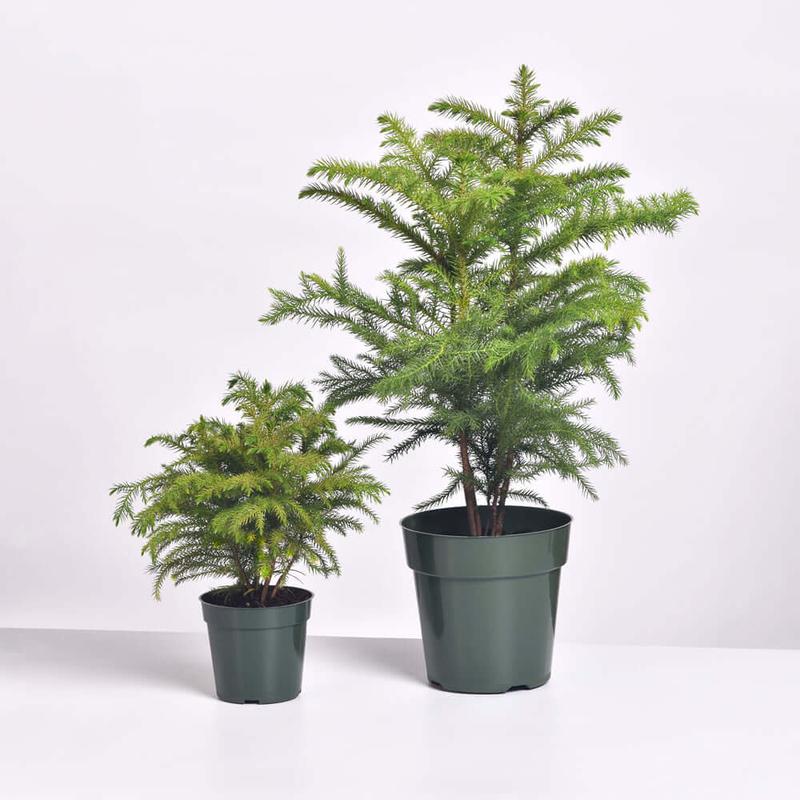 Norfolk Island Pine - Decorative Tropical Plant for Home in Nursery Pot Fruit Plastic Room Tree