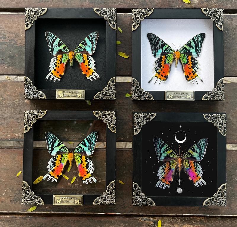 Framed Butterfly Entomology Display Wall Hanging Decor - Box, Gift Decoration for Insect lover art home Poster Room Artistic