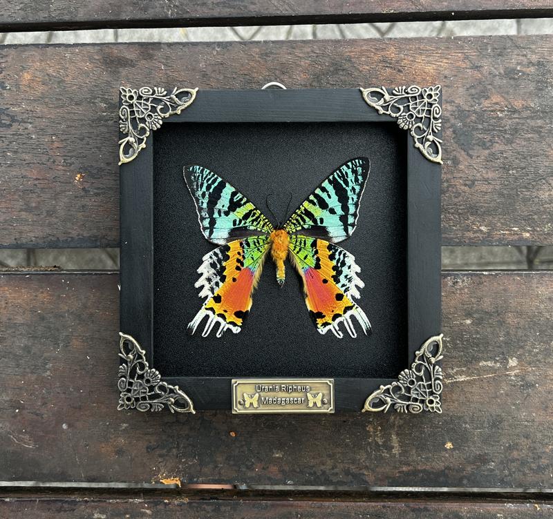 Framed Butterfly Entomology Display Wall Hanging Decor - Box, Gift Decoration for Insect lover art home Poster Room Artistic