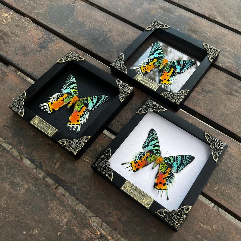 Framed Butterfly Entomology Display Wall Hanging Decor - Box, Gift Decoration for Insect lover art home Poster Room Artistic