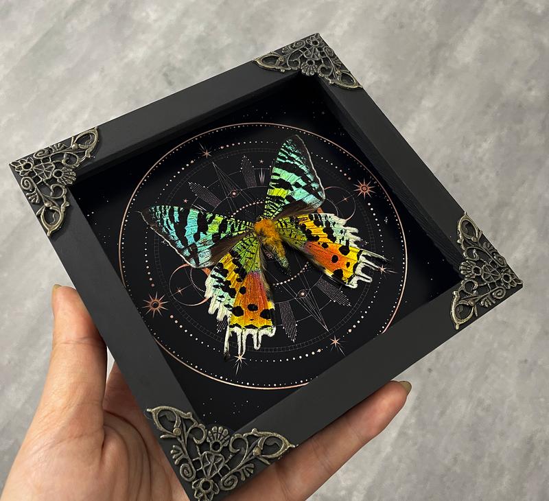 Framed Butterfly Entomology Display Wall Hanging Decor - Box, Gift Decoration for Insect lover art home Poster Room Artistic