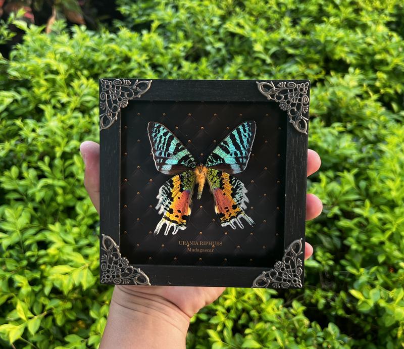 Framed Butterfly Entomology Display Wall Hanging Decor - Box, Gift Decoration for Insect lover art home Poster Room Artistic