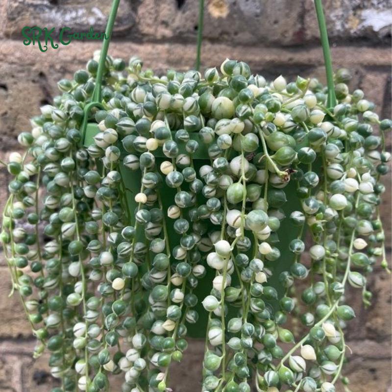 Variegated String of Pearls, Hanging Plant in 2'', 4