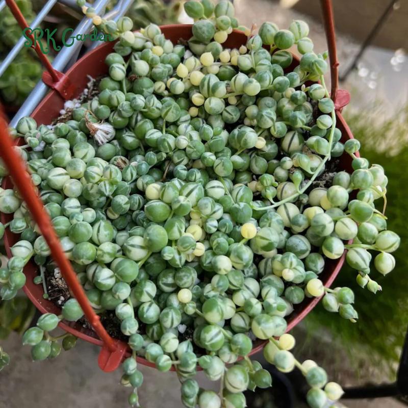 Variegated String of Pearls, Hanging Plant in 2'', 4