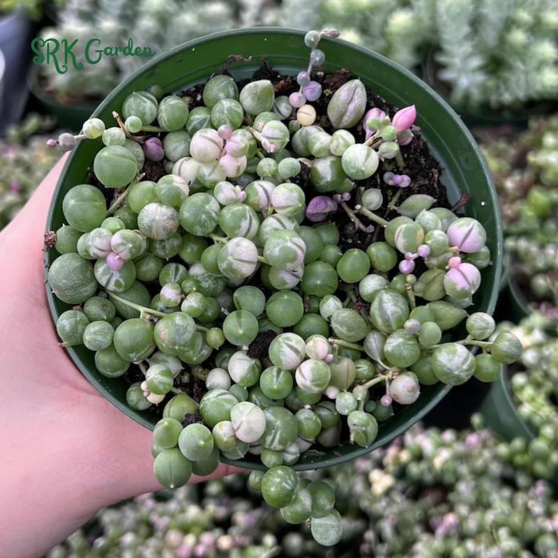 Variegated String of Pearls, Hanging Plant in 2'', 4