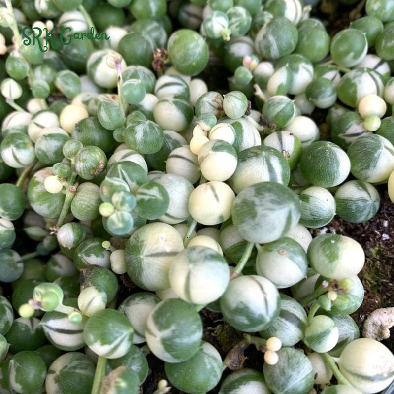 Variegated String of Pearls, Hanging Plant in 2'', 4