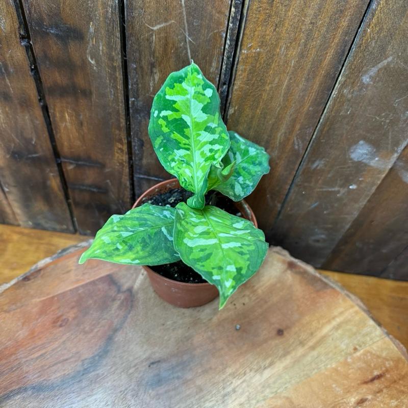 Aglaonema 4in Pictum Tricolor