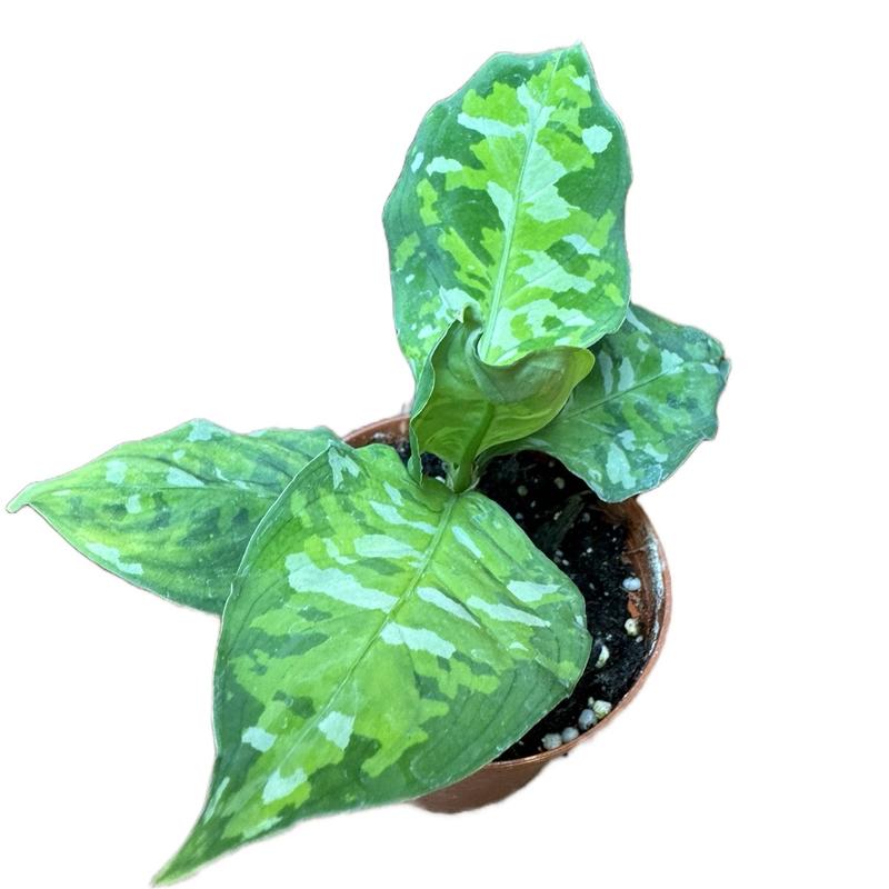 Aglaonema 4in Pictum Tricolor