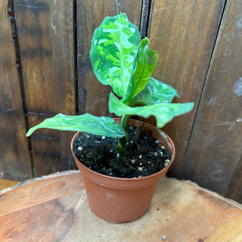 Aglaonema 4in Pictum Tricolor