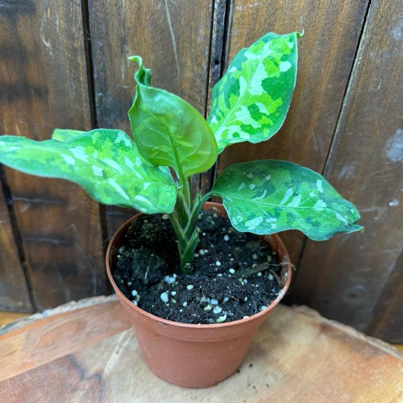 Aglaonema 4in Pictum Tricolor