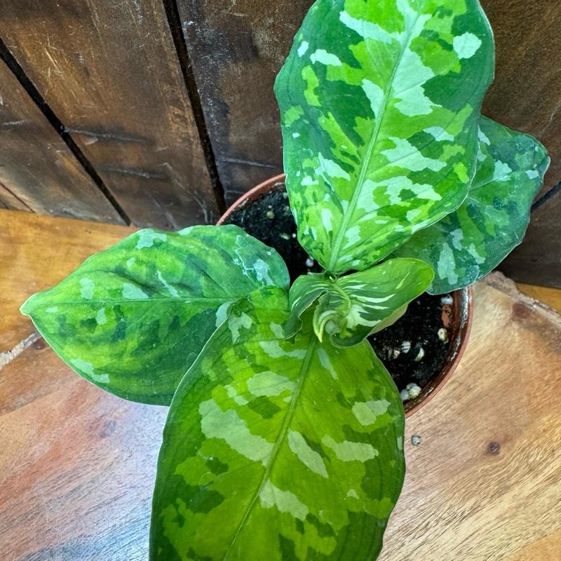 Aglaonema 4in Pictum Tricolor